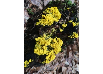 Gelbe Lohblüte (Fuligo septica var. flava) - © Bernard Wieser